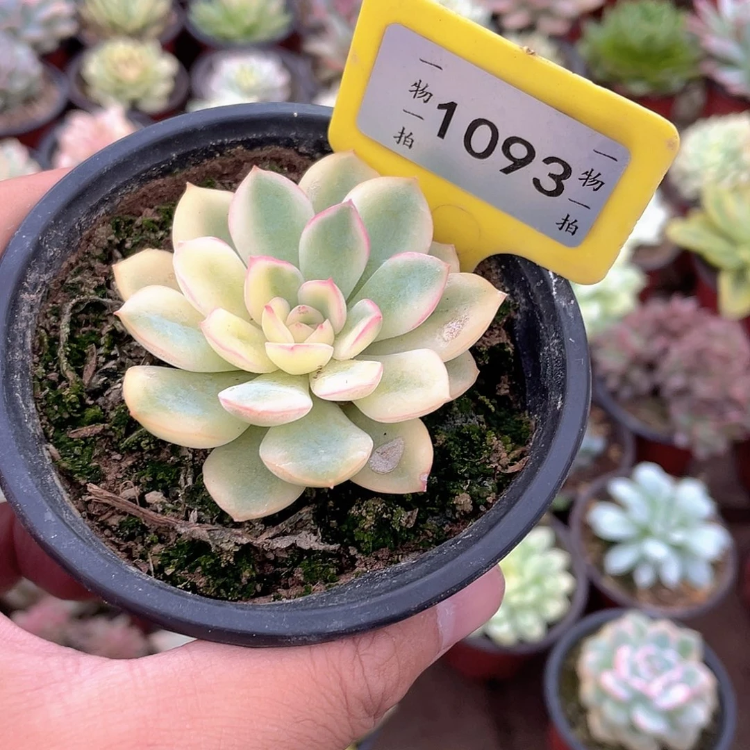 1093号多肉植物盆栽