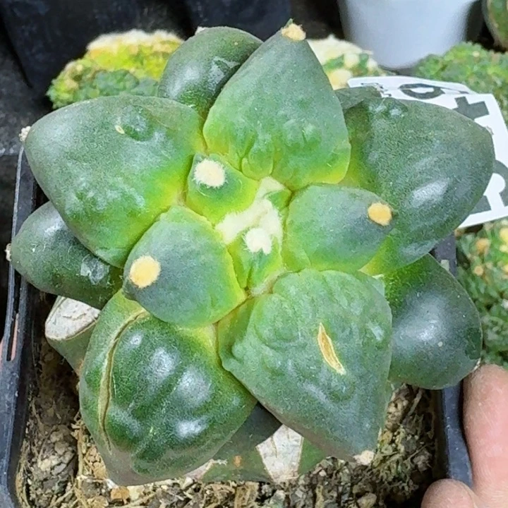 无花朵梦**方福利苗接怒涛549