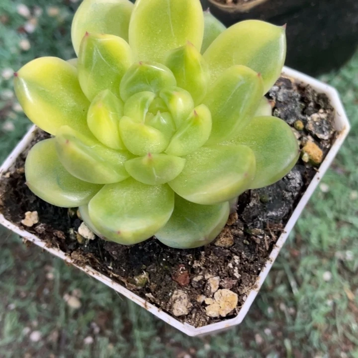 秋可园艺 晴空珍妮锦