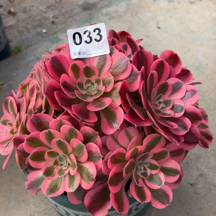 033女巫20厘米左右