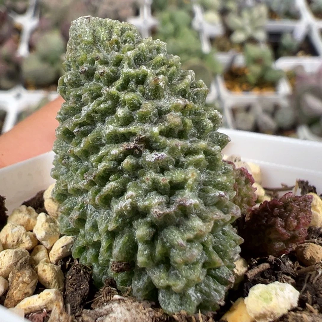 w骷髅头造型实生新品多肉植物