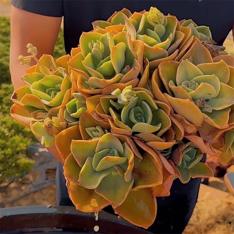 零花钱多肉  地栽鹤氏群生   自购区   多肉植物