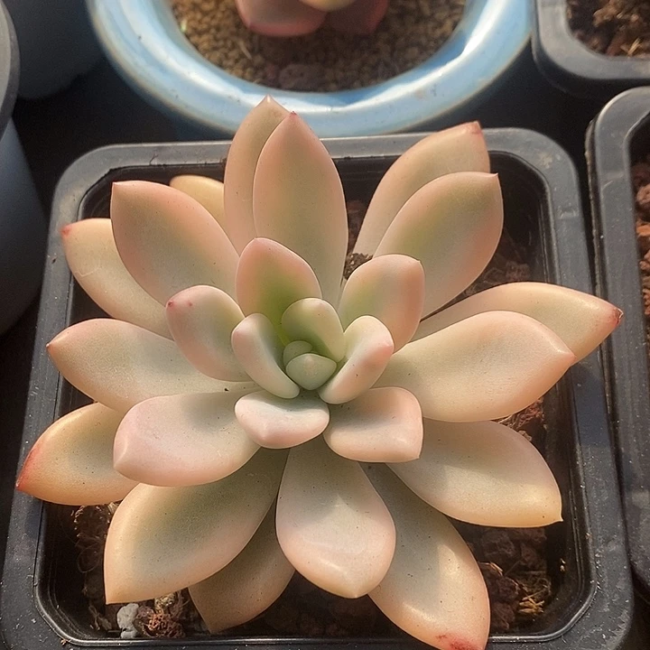 奥普锦多肉植物多肉