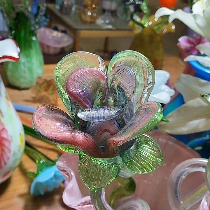 玫瑰花高约42厘米