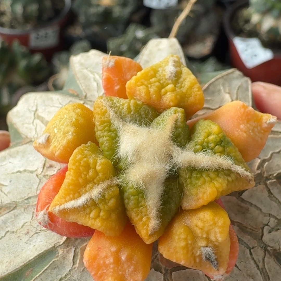 【闪购商品】颗粒大尤黑锦872