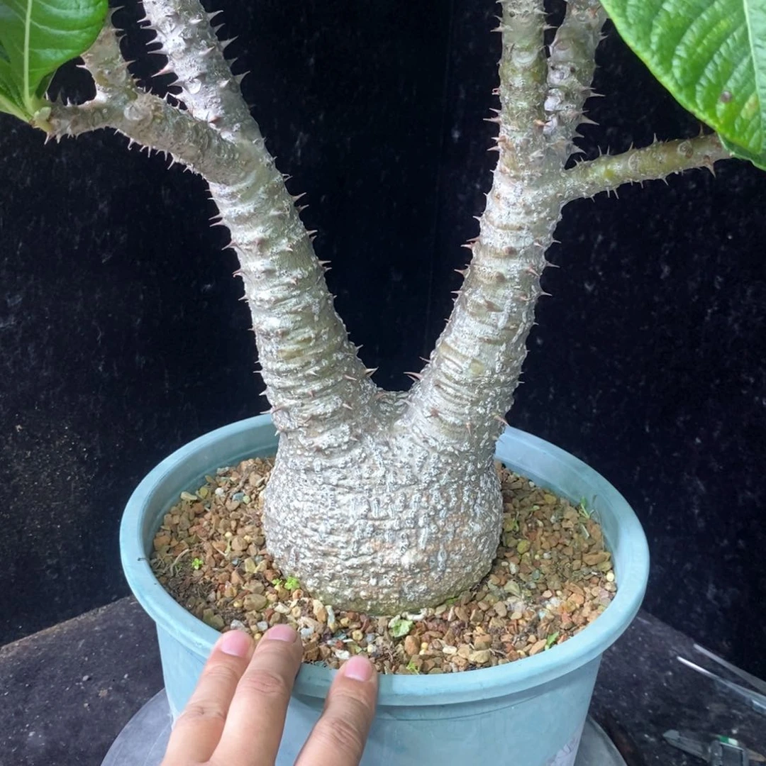 温莎瓶杆多肉植物