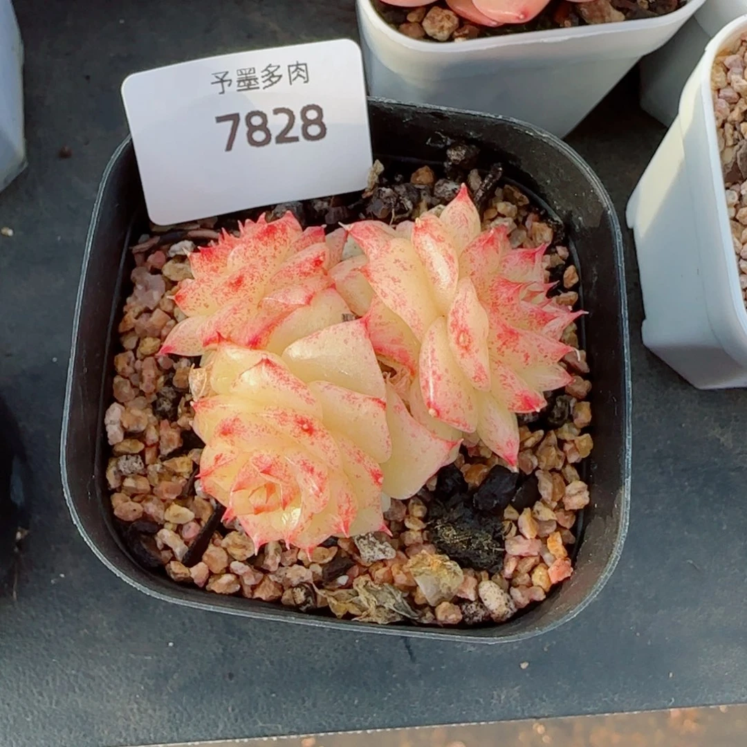 绿泼珍妮，7828多肉植物
