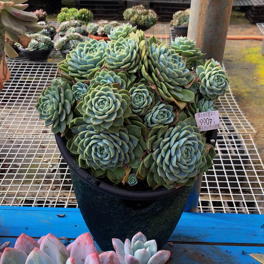 宝***贝    孤星多肉14066