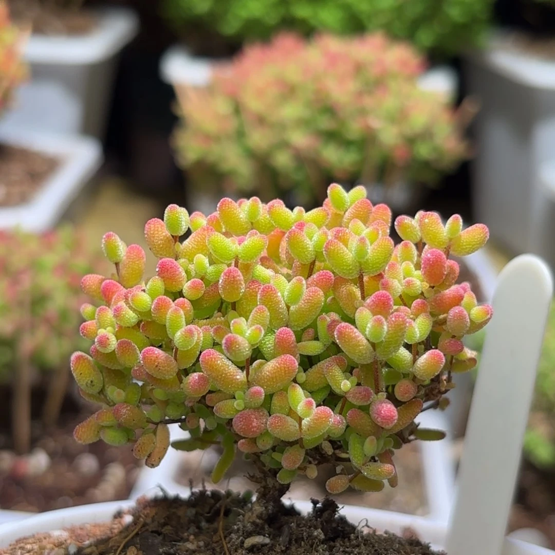 枝干番杏金桔糖球A971