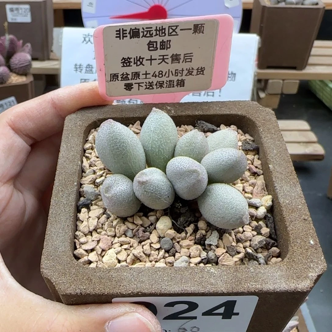 024哈密瓜多肉植物