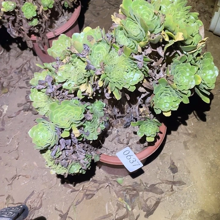 一****9多肉植物断枝不包637绿杨蓉缀