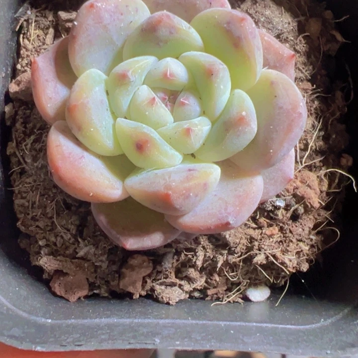 厚梦精品多肉植物大战