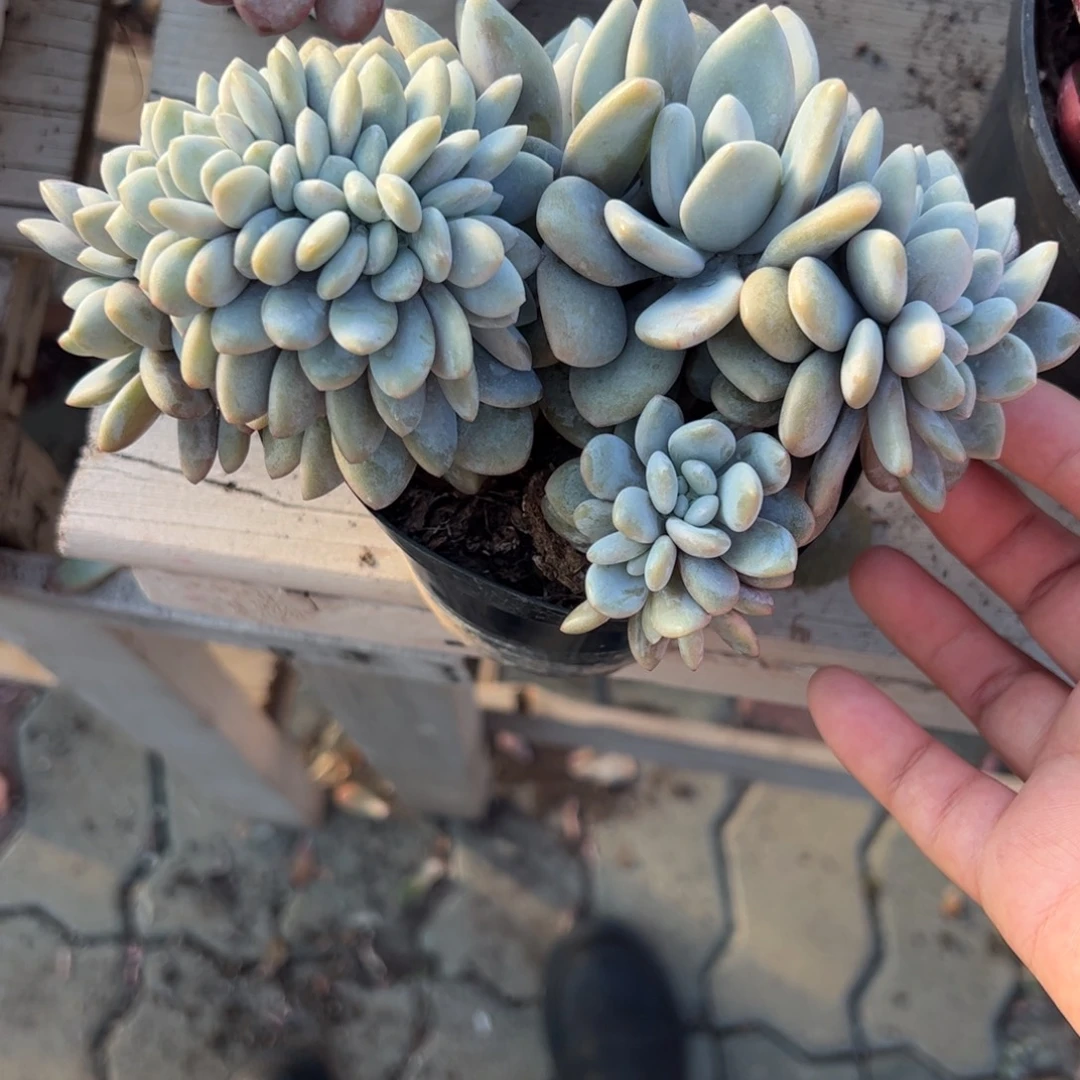 粉兔缀化多肉植物精品