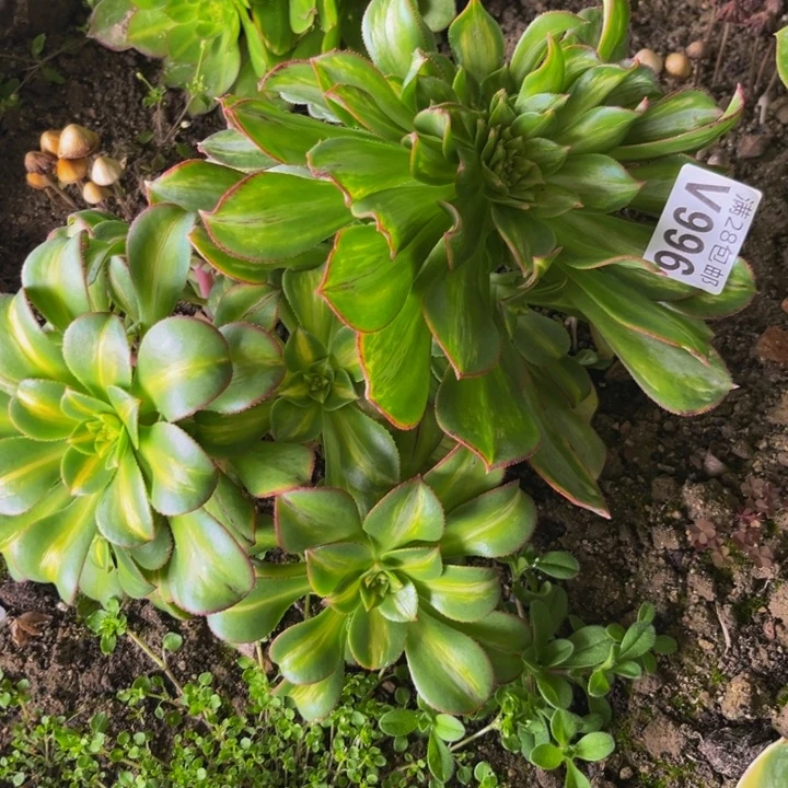 996多肉植物一物一拍