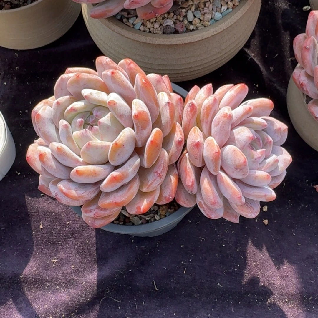 大***糖精美飘枝，专拍链接带盆发货