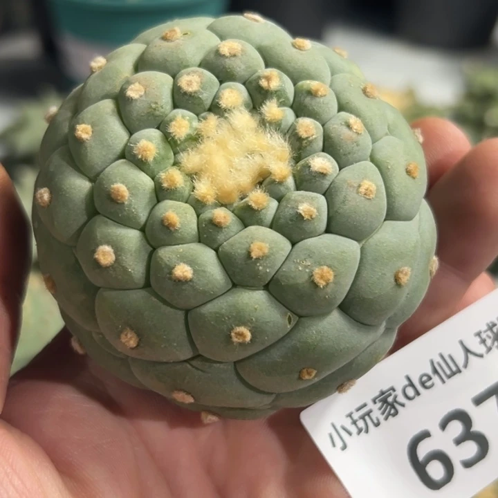 637可发货可帮发根