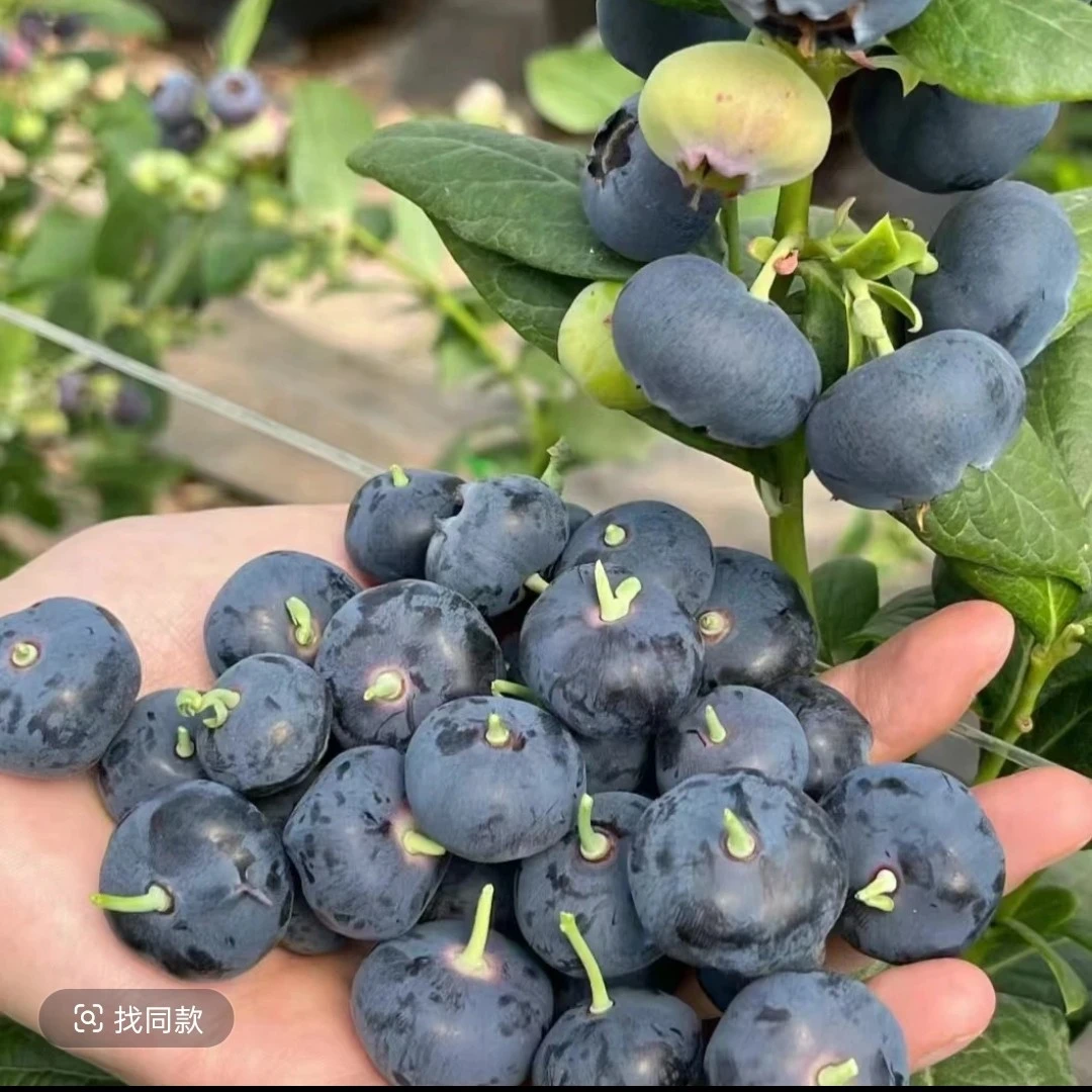 【云南基地直发】3颗原盆原土当年结果蓝莓树苗南北方种植耐寒盆栽