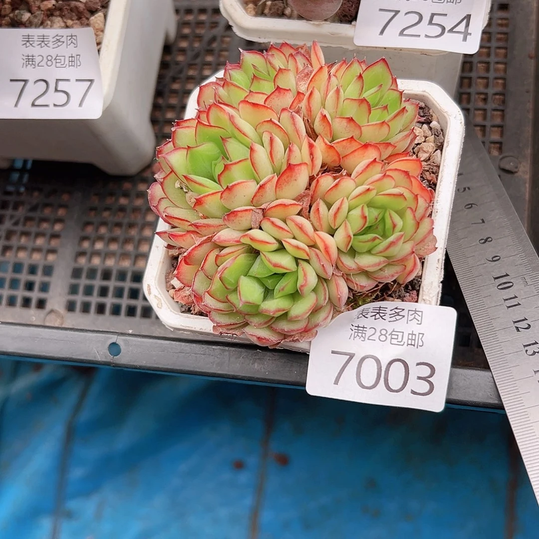 无花朵小****n多肉一物一柏7003