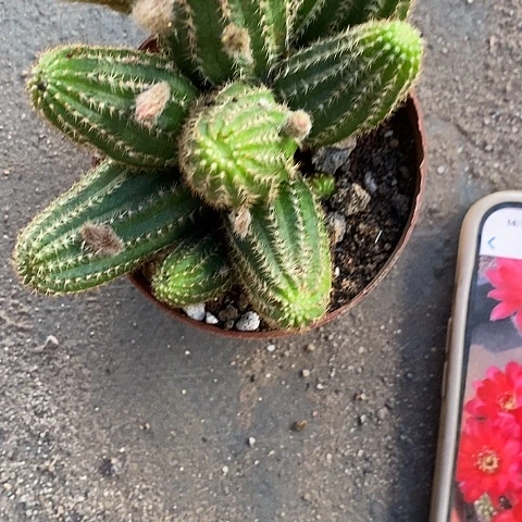 红白糖白糖357888