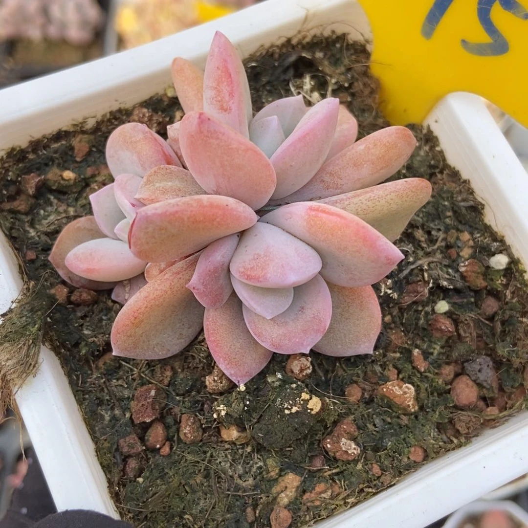 895奶茶多肉植物