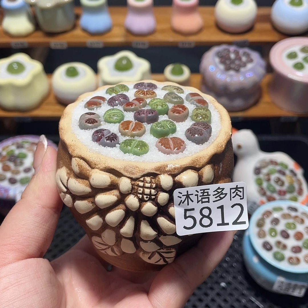 带盆土植物 一物一拍5812