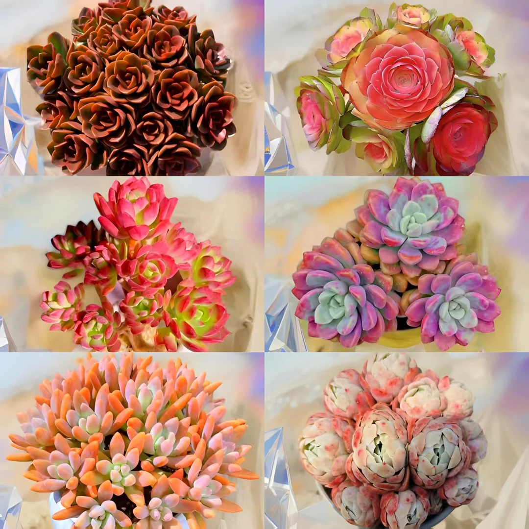 L大盆红酒玫瑰多肉组合（双节专享）皮实好养越晒越红 云南基地发货