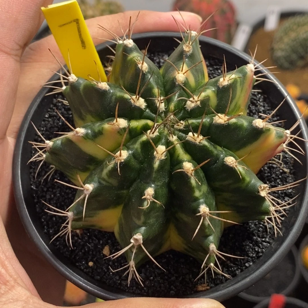 全品米哈—带盆土发货5