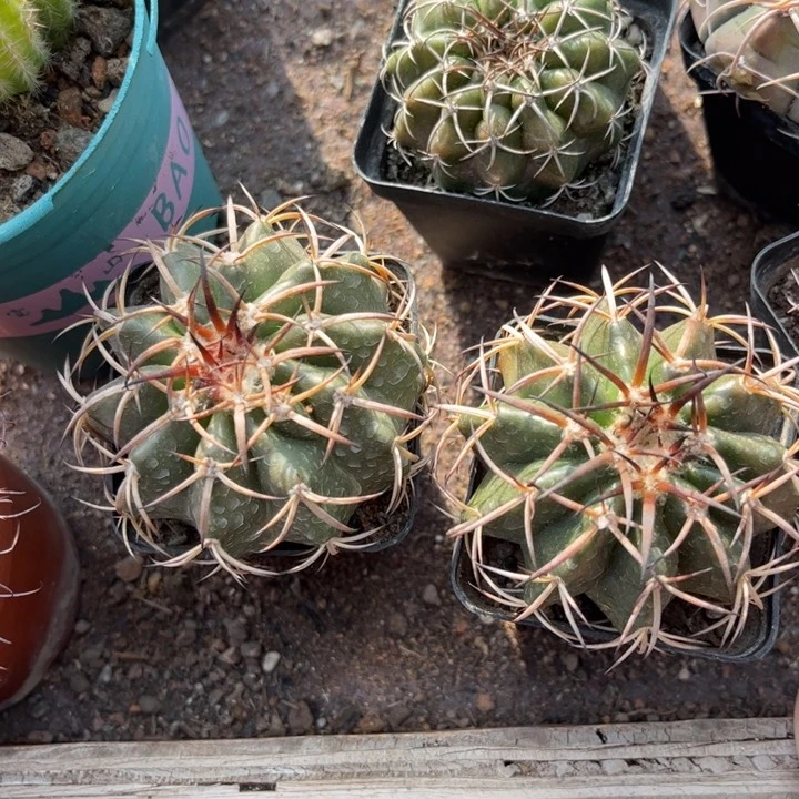 二个粗刺圆盘玉好养皮实