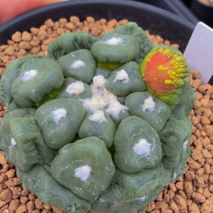 七彩血的怒悟空兜