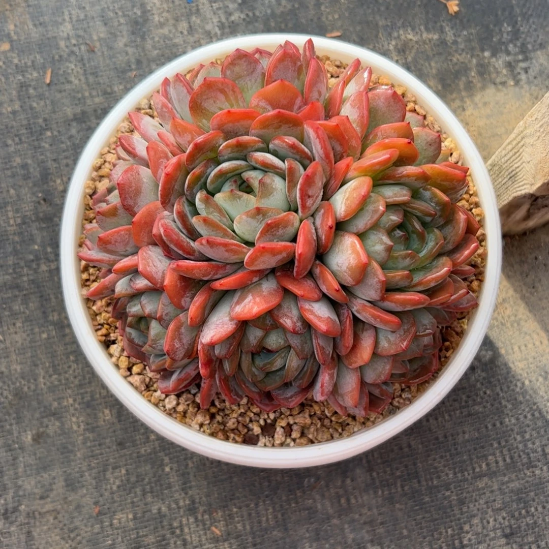 全明星捧花多肉植物