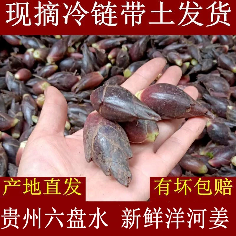 贵州特产洋荷姜 正宗新鲜现摘贵州洋河杨贺杨贺样盒杨河囊和姜
