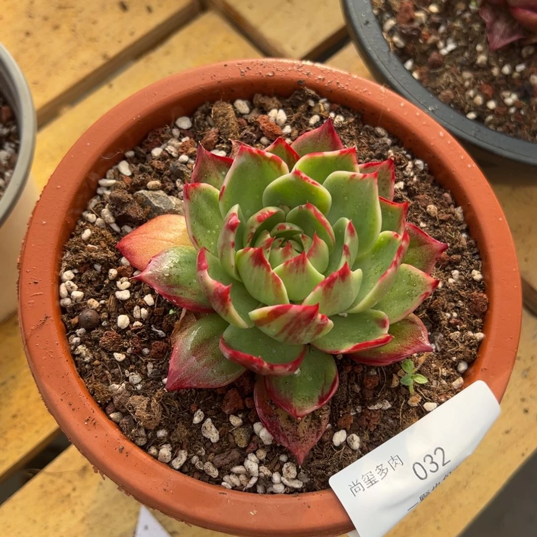 回*缘来多肉32号惊鸿仙子