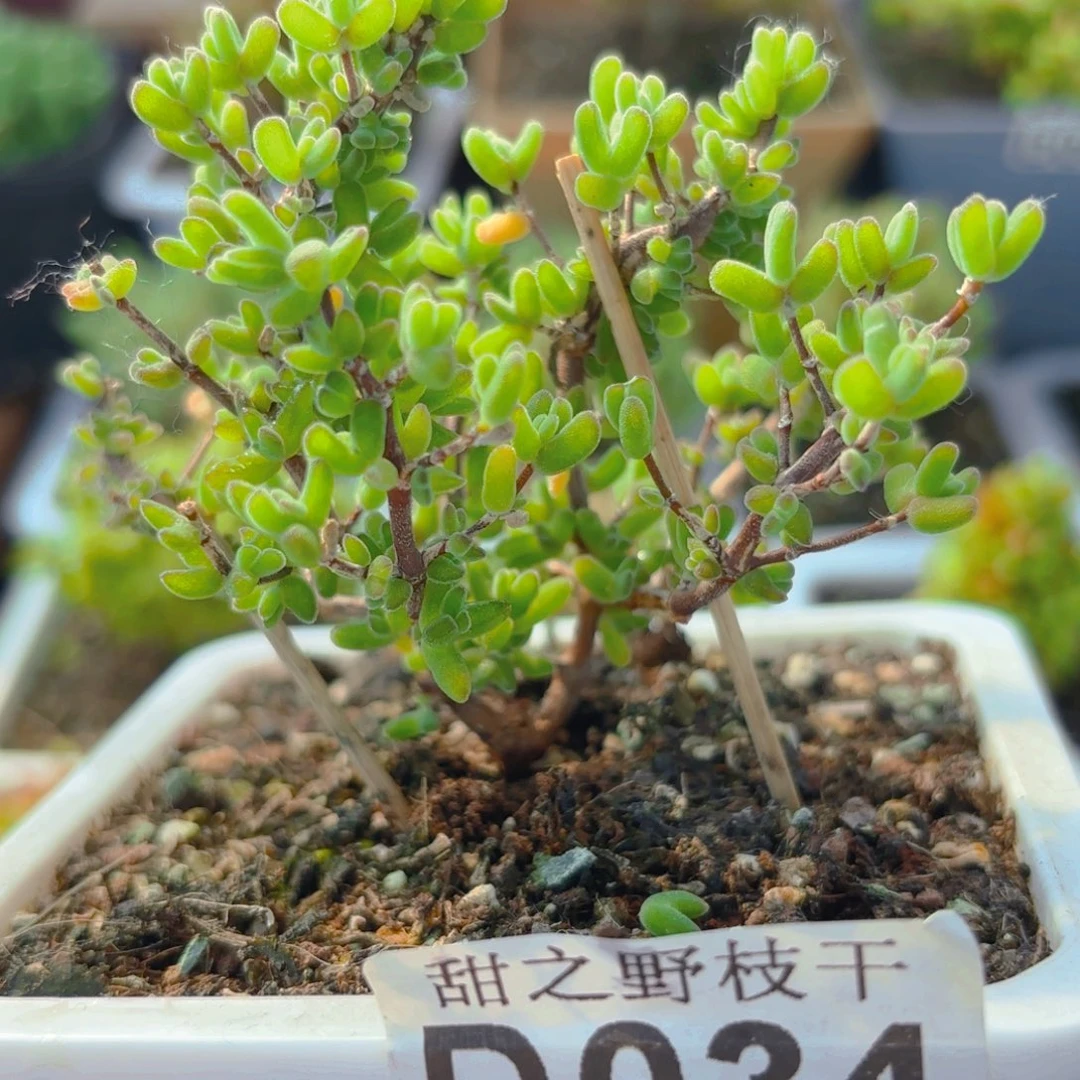 土**片虾钳缀034。