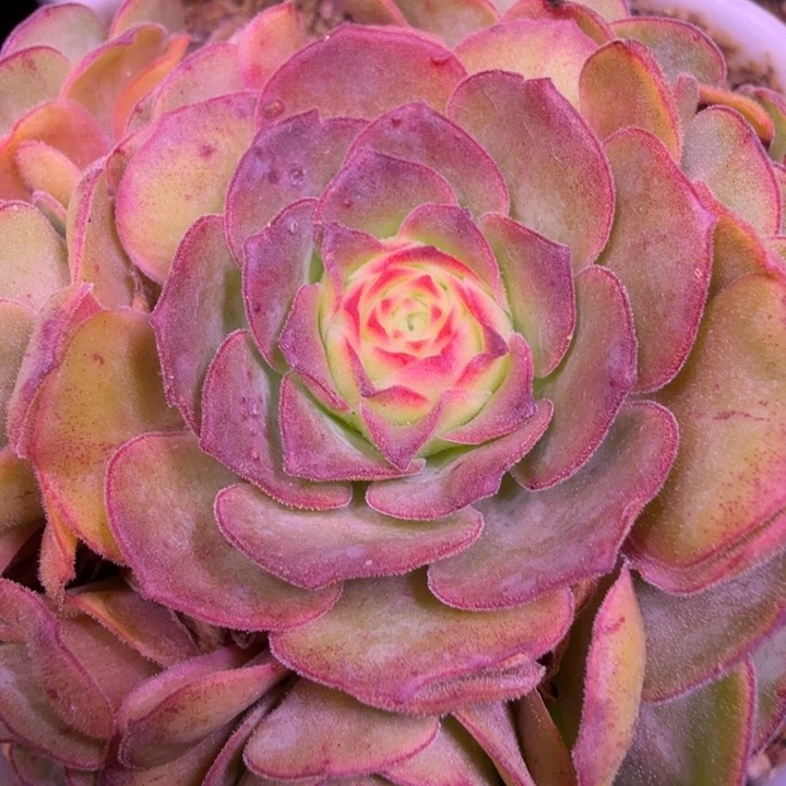 HD517   忧殇之境-忧  糖心基因 侧芽量拍