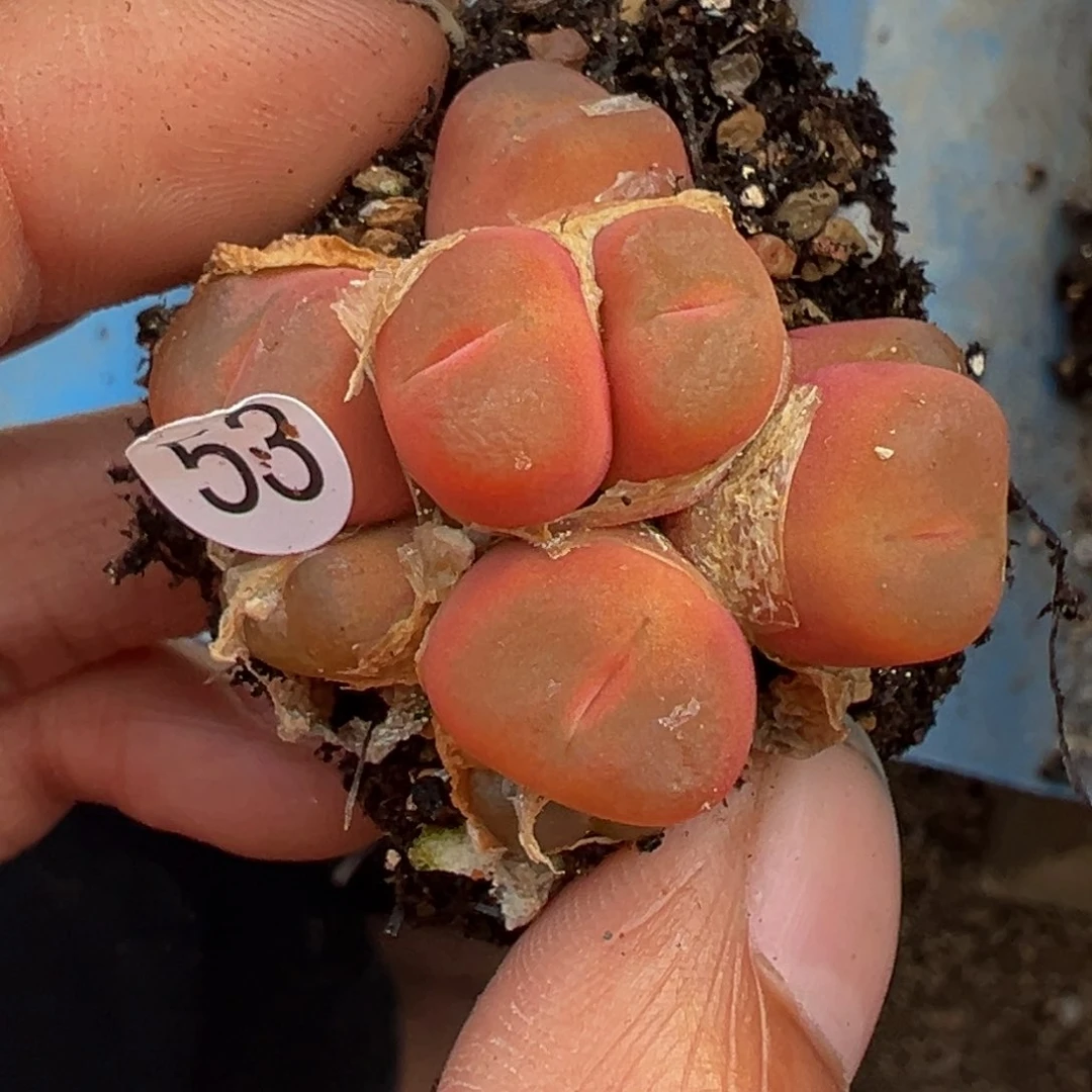 漫***慢多肉植物11111111111111