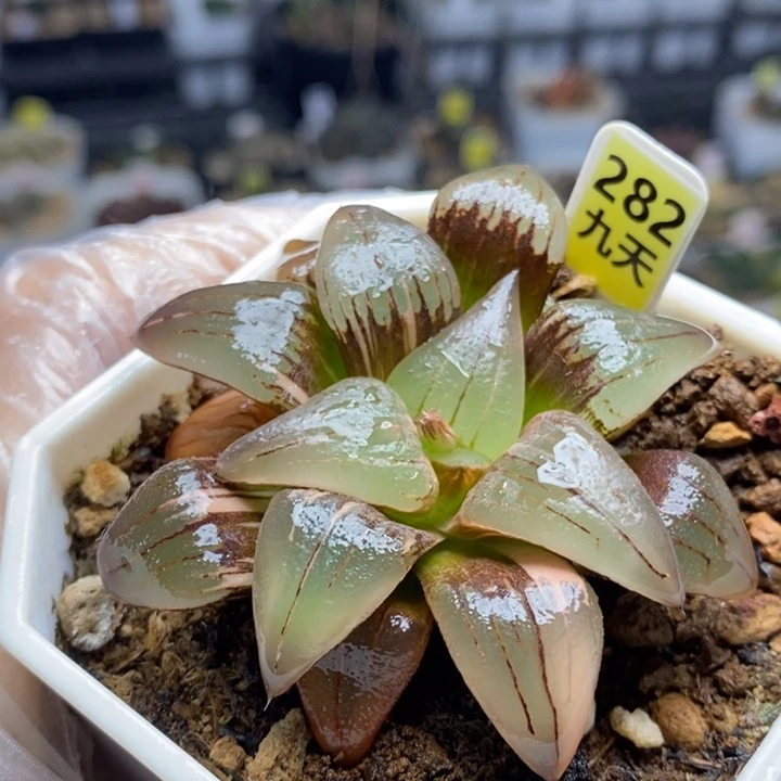 282号红纹寿锦多肉植物