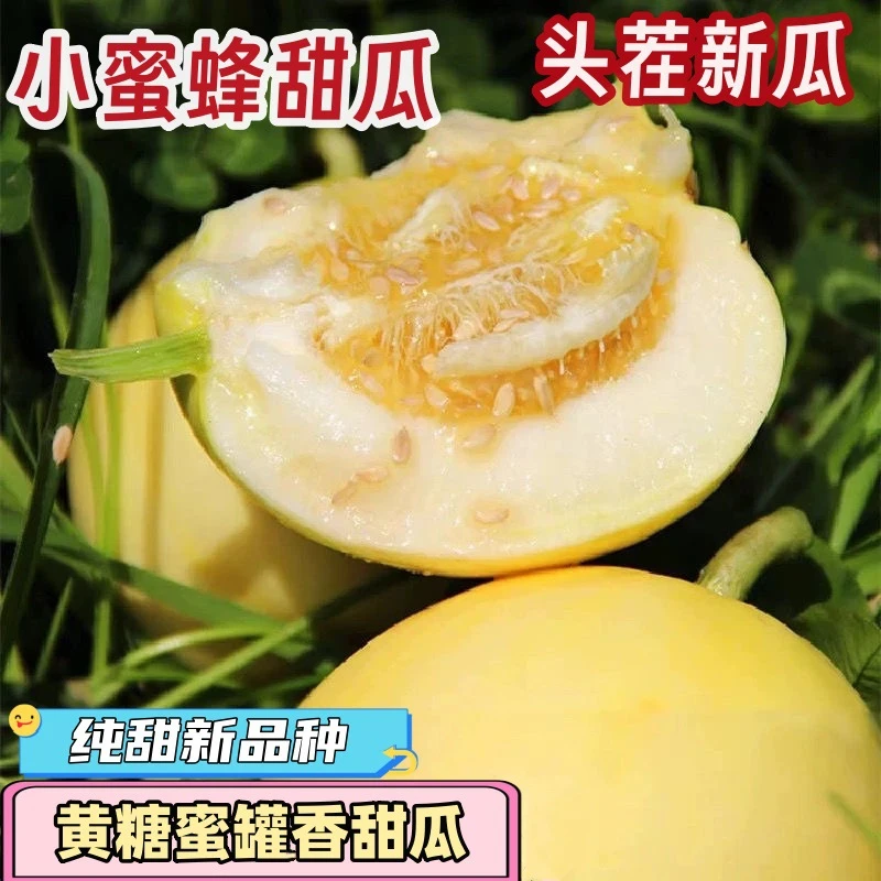 星甜小蜜蜂甜瓜香瓜脆甜蜜瓜新鲜水果山东小蜜罐爆甜吊瓜现5斤3斤