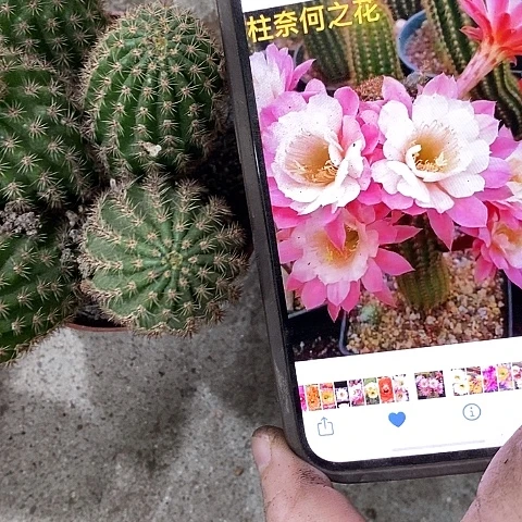 超多头奈何毛花，eyuoop