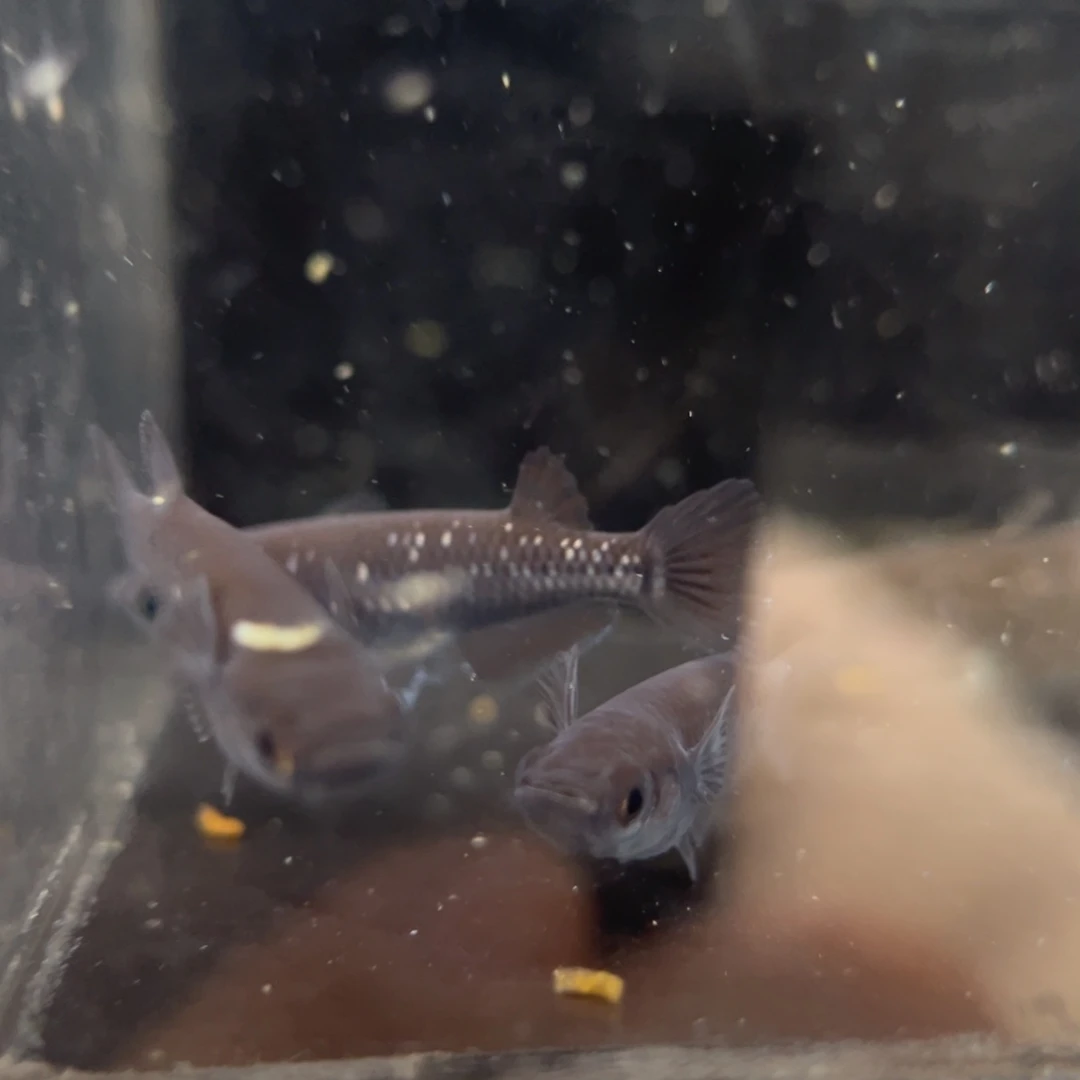 青鳉鱼251耀变天目五尾