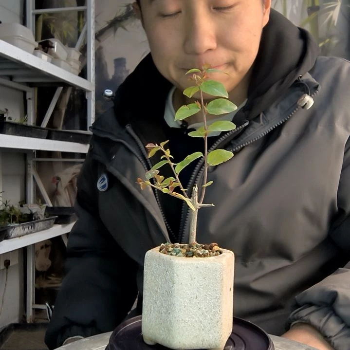 富**人小盆景小植物一物一拍23