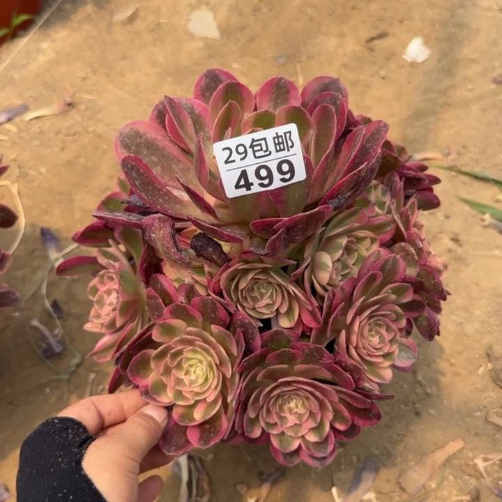 火龙果……多肉植物……