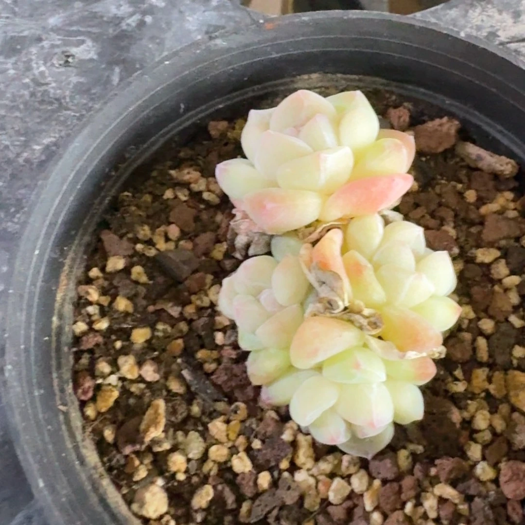 A****?216 号1框江北多肉