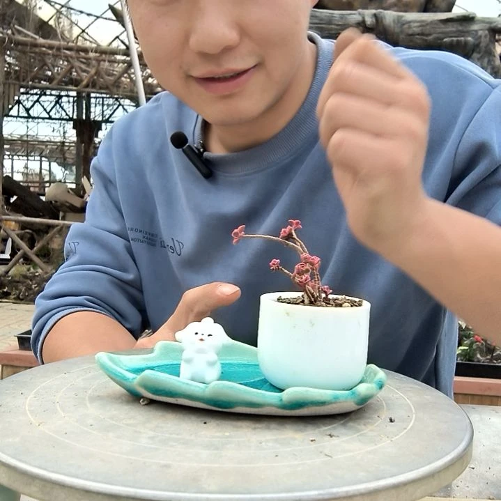 桃*酥小盆景小植物一物一拍69