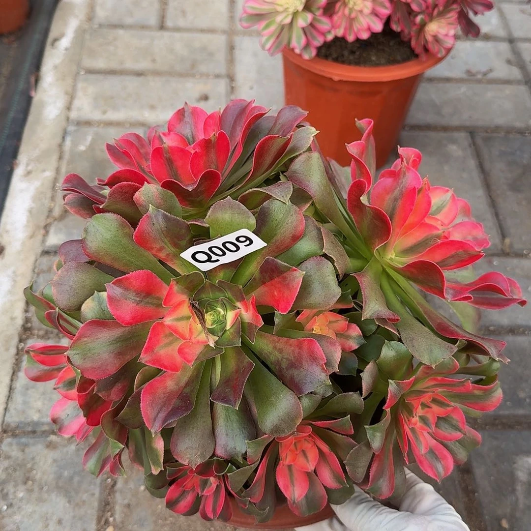 009香妃丛林阴阳花脸44冠服22.3左右