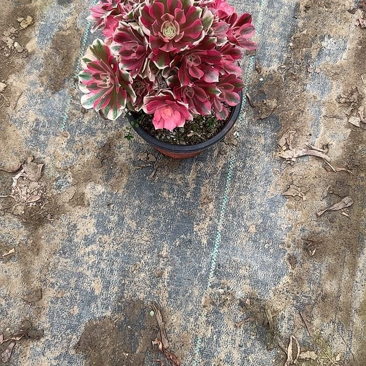 不包侧枝一物一拍女巫小
