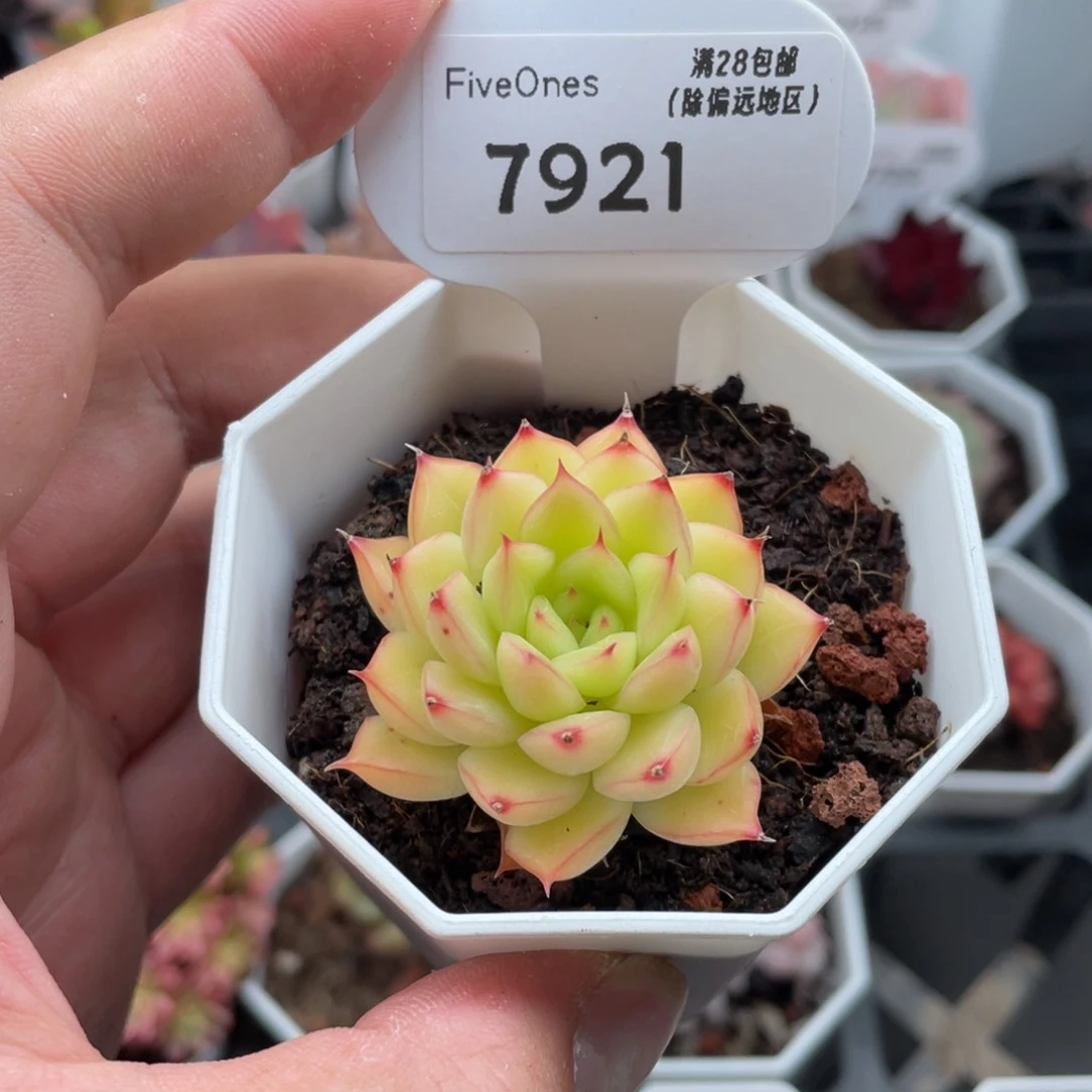 7921闪光4.5厘米