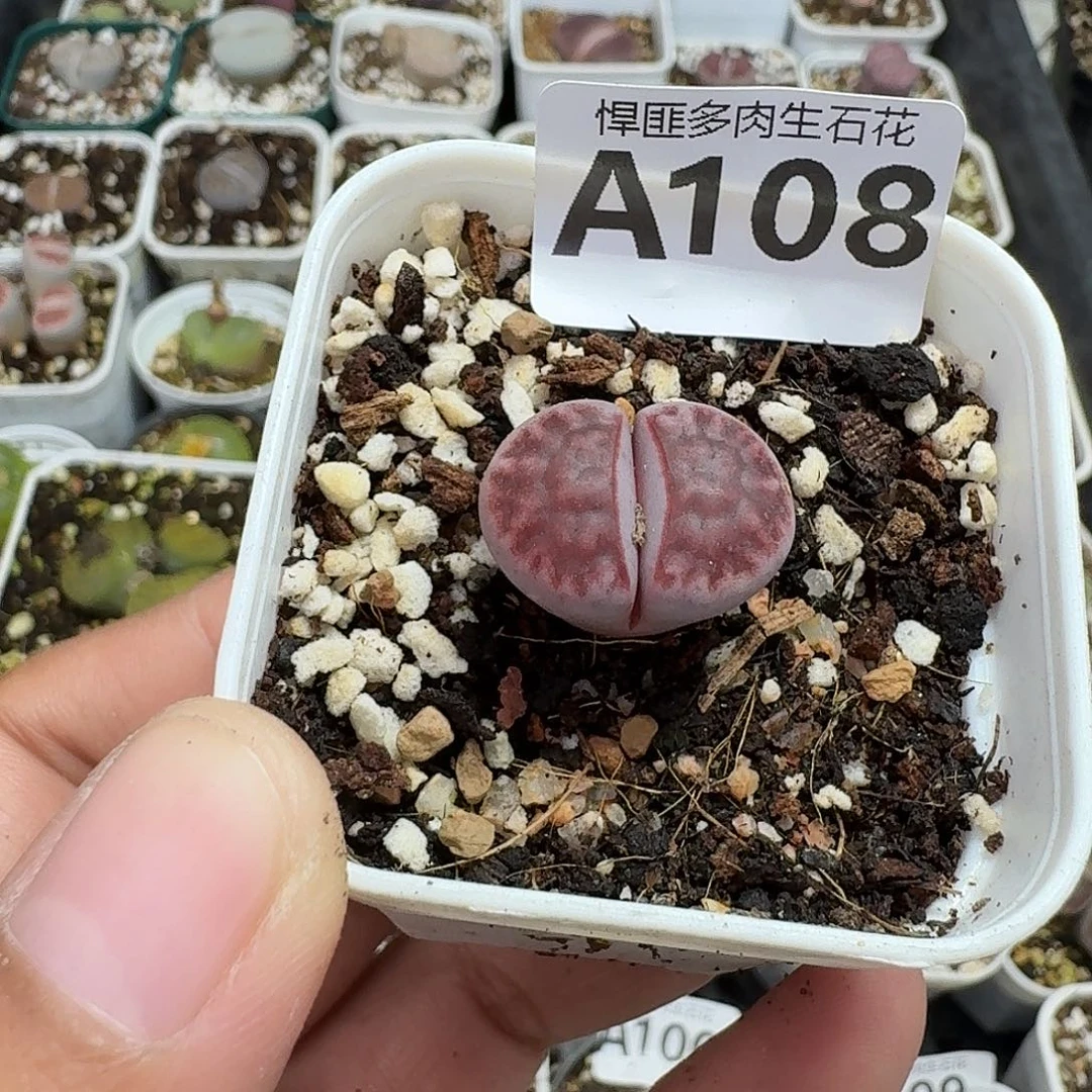 108多肉植物多肉植物