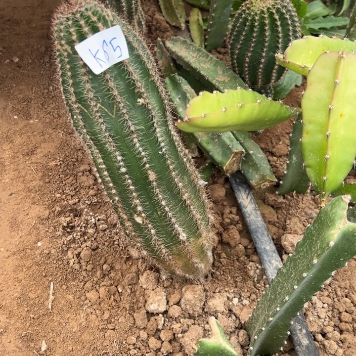 ℳ****K63三颗彩草60//////