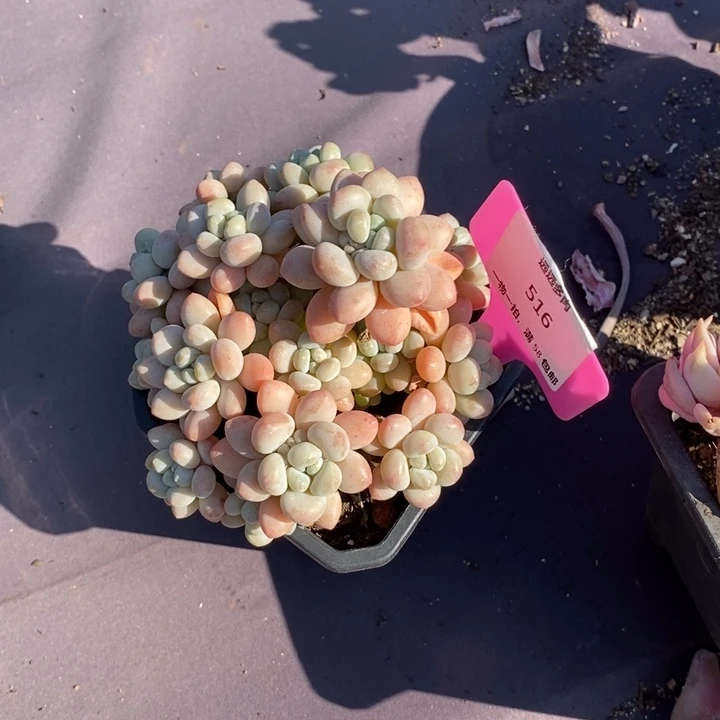 516鱼子酱肉肉肉肉肉