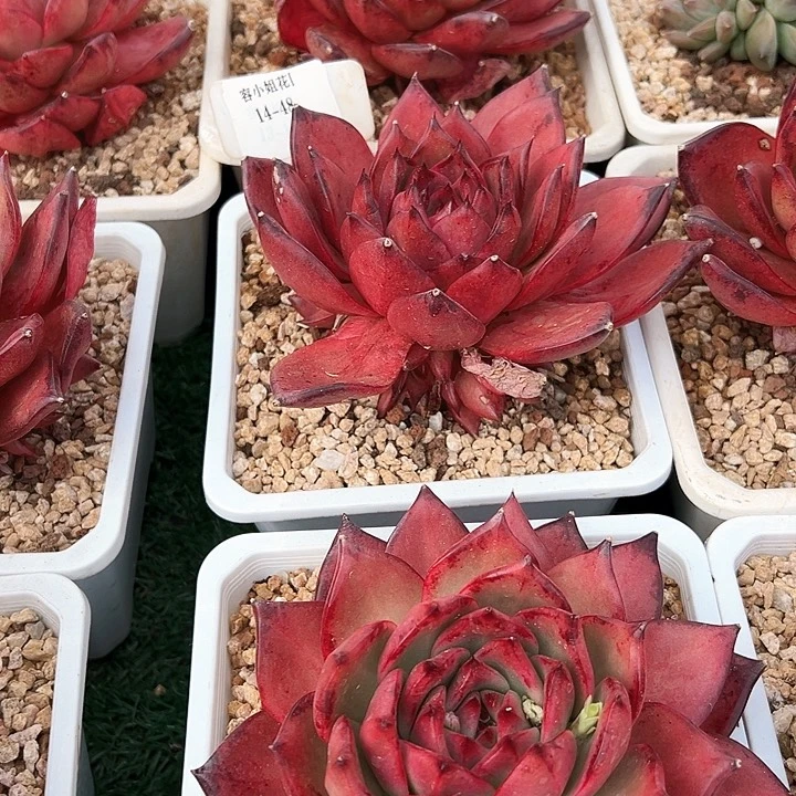 14.48罗刹东云一个